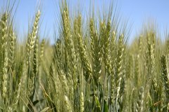 Озима пшениця Зиск 1 репродукція