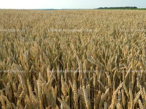 Озима пшениця Богдана 1 репродукція