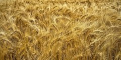 Озимая пшеница Дума Одесская 1 репродукция