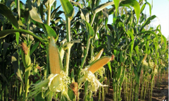 Насіння кукурудзи СИ Чорінтос ФАО 290, 80К