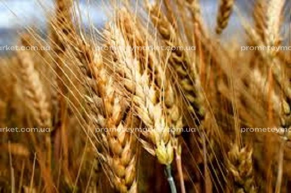 Озима пшениця Ватажок 1 репродукція