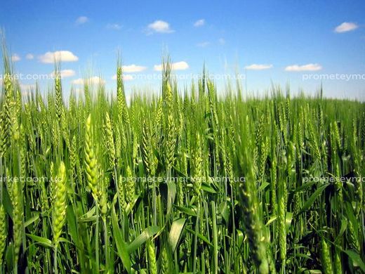 Озима пшениця Антонівка 1 репродукція